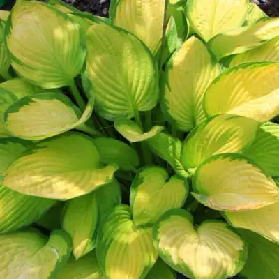 Хоста ГОЛД СТАНДАРТ Форчуна в Пинске