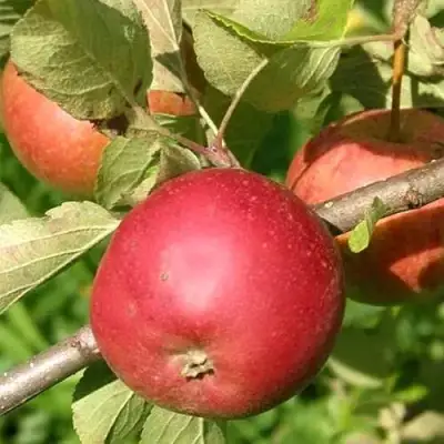 Яблоня ПОСПЕХ в Пинске