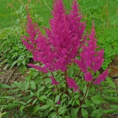 Астильба ЭЛИЗАБЕТ ВАН ВИН японская в Пинске