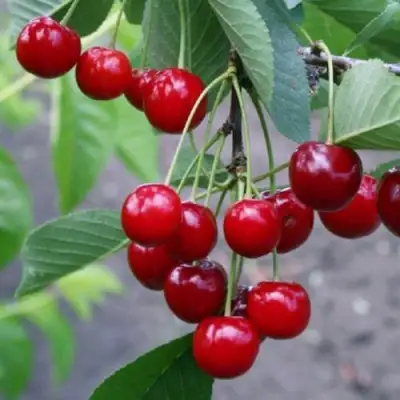 Вишня ЗАРАНКА в Пинске