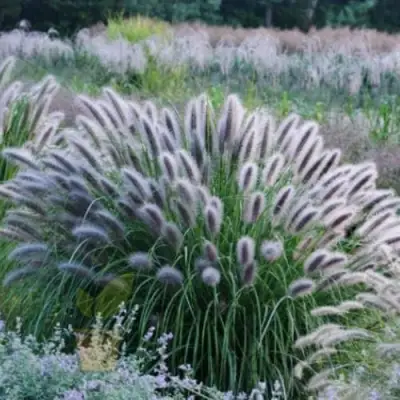 Пеннисетум БЛЭК БЬЮТИ в Пинске
