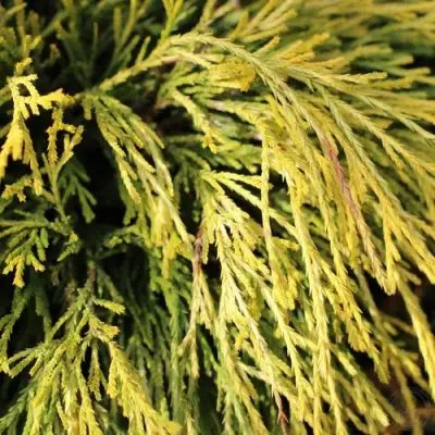 Кипарисовик ГОЛДЕН МОП горохоплодный в Пинске