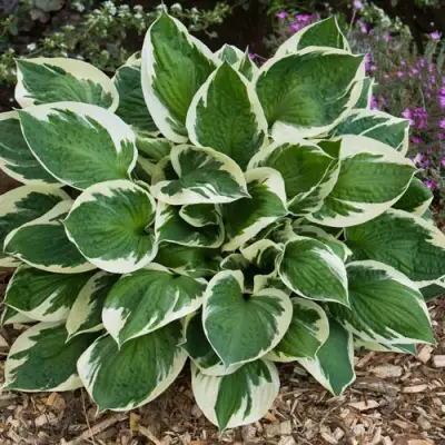 Хоста КАРИН гибридная в Пинске