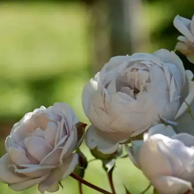 Роза ГРИЗЕЛИС шраб в Пинске