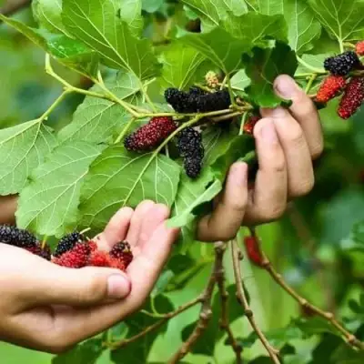 Шелковица ГАЛИЦИЯ в Пинске