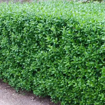 Бирючина обыкновенная АТРОВИРЕНС в Пинске