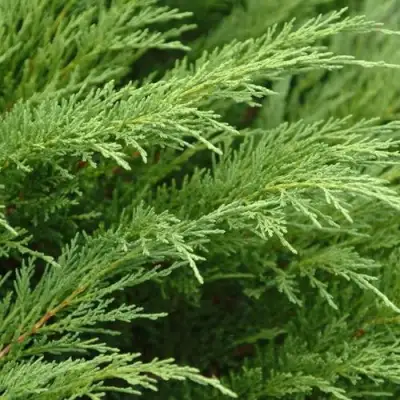 Можжевельник ТАМАРИСЦИФОЛИЯ казацкий  в Пинске