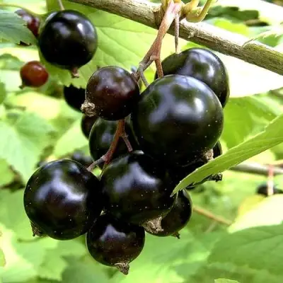 Смородина чёрная ШАРОВИДНАЯ в Пинске