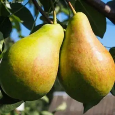 Груша ДУХМЯНАЯ в Пинске
