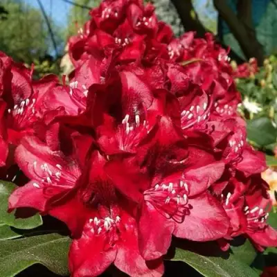 Рододендрон МАТАДОР в Пинске