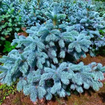 Ель СУПЕР БЛЮ СИДЛИНГ колючая в Пинске