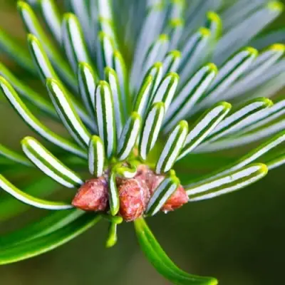 Пихта белая в Пинске