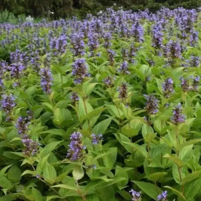 Котовник БЛЮ ДРИМС полусидячий в Пинске