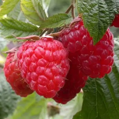 Малина ГЕРАКЛ в Пинске