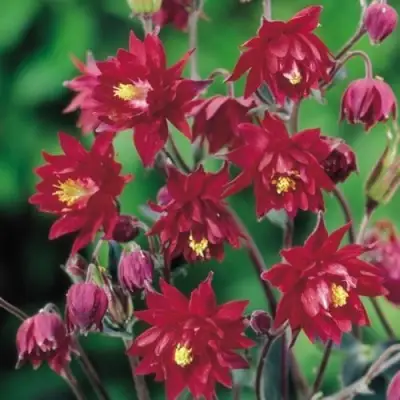 Аквилегия РУБИ ПОРТ обыкновенная в Пинске