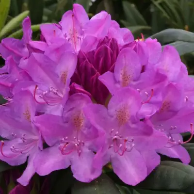 Рододендрон РОЗЕУМ ЭЛЕГАНС в Пинске