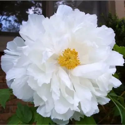 Пион БЕЛЫЙ НЕФРИТ древовидный в Пинске