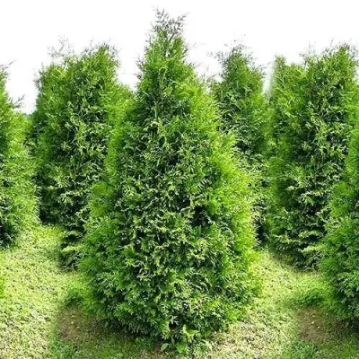 Туя БРАБАНТ западная в Пинске