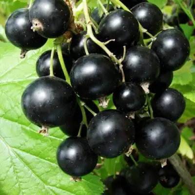 Смородина чёрная ЭКЗОТИКА в Пинске