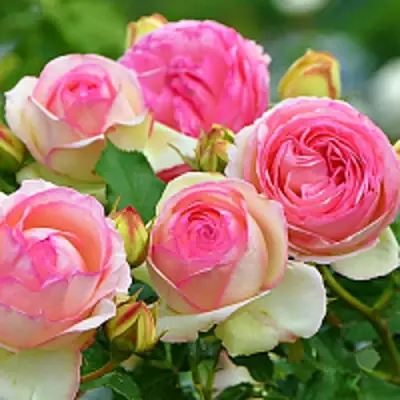 Роза ПЬЕР ДЕ РОНСАР плетистая в Пинске