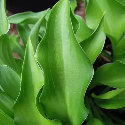 Хоста ГАРРИ ВАН ТРИЕР в Пинске