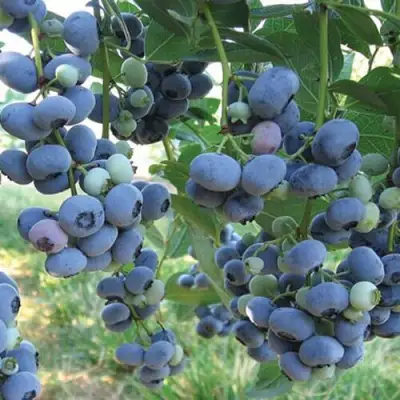 Голубика ЛИБЕРТИ в Пинске