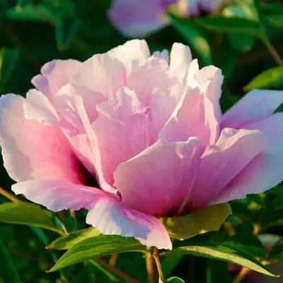 Пион ВРАТА ХРАМА древовидный  в Пинске