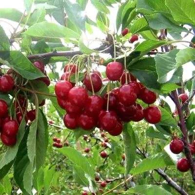 Вишня ТУРГЕНЕВКА в Пинске