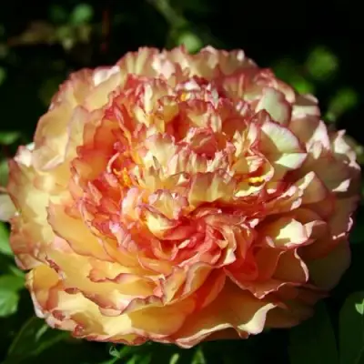 Пион ЗОЛОТАЯ РОССЫПЬ древовидный в Пинске