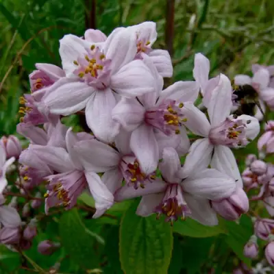 Дейция МОУНТ РОУЗ в Пинске