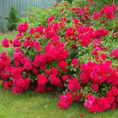 Роза РАДОСТЬ САДОВНИКА (ГАРТЕН ФРОЙДЕ) почвопокровная в Пинске