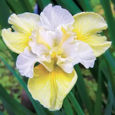 Ирис ЙЕЛЛОУ ТЕЙЛ сибирский в Пинске