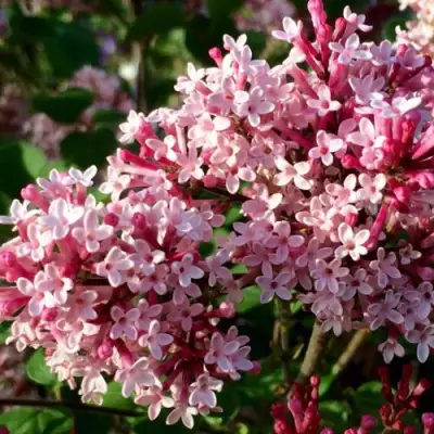 Сирень РЕД ПИКСИ в Пинске