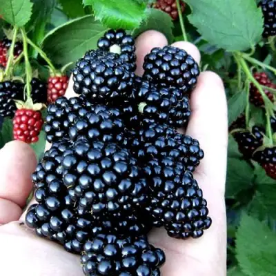 Ежевика ПОЛАР бесшипная  в Пинске