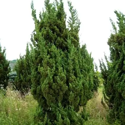 Можжевельник КАЙЗУКА китайский в Пинске