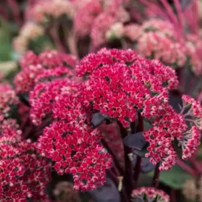 Очиток (седум) РЕД КАУЛИ в Пинске