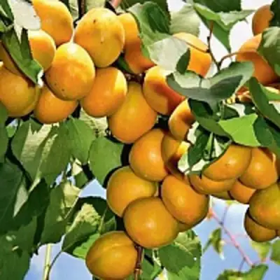 Абрикос БРЯНСКИЙ РАННИЙ в Пинске