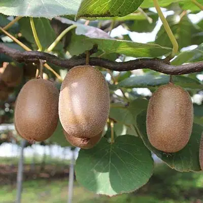 Актинидия ЗАКАРПАТЬЕ киви в Пинске