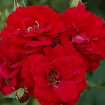 Роза ЧАМПЛЕЙН флорибунда в Пинске