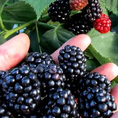 Ежевика ЭВЕРГРИН бесшипная  в Пинске