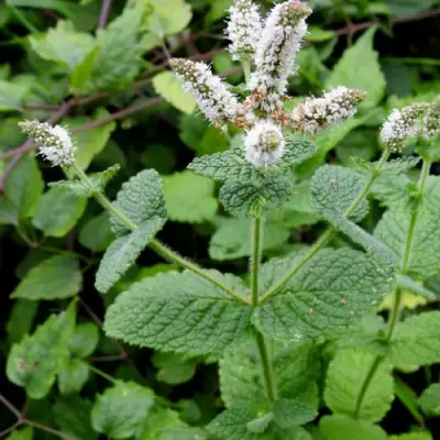 Мята яблочная в Пинске