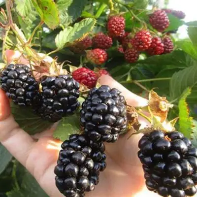 Ежевика НАВАХО бесшипная  в Пинске