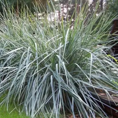 Элимус БЛЮ ДЮН песчаный в Пинске