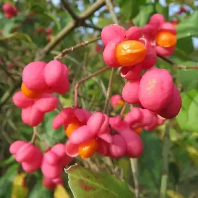 Бересклет ЕВРОПЕЙСКИЙ в Пинске