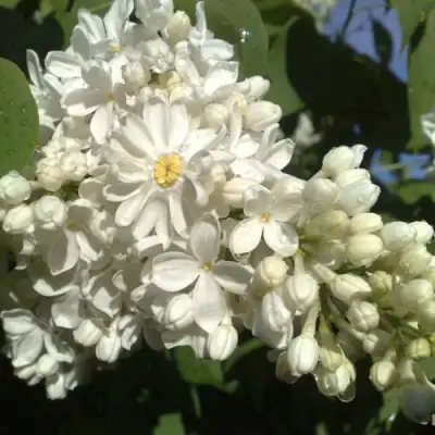 Сирень РОЧЕСТЕР в Пинске