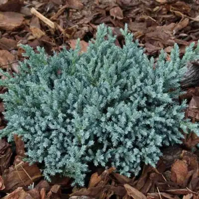 Можжевельник БЛЮ СПАЙДЕР чешуйчатый в Пинске