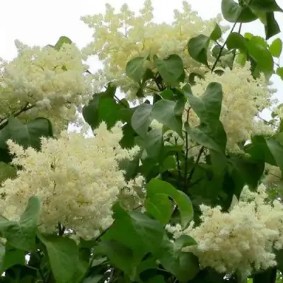 Сирень АМУРСКАЯ в Пинске