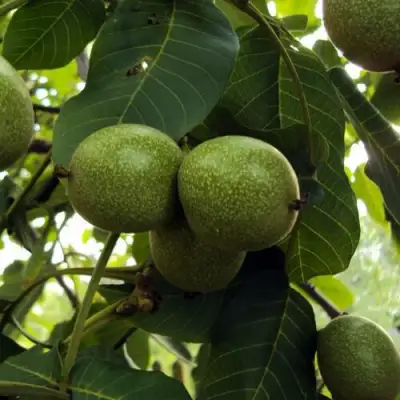 Грецкий орех ПИНСКИЙ в Пинске