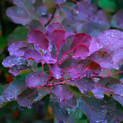 Скумпия ГРЕЙС в Пинске