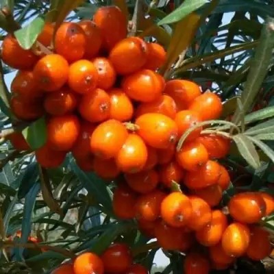 Облепиха ПЛАМЕННАЯ в Пинске